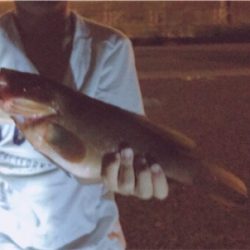 なかなかよい型のアコウ