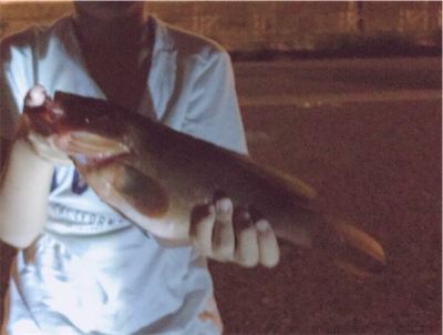 なかなかよい型のアコウ