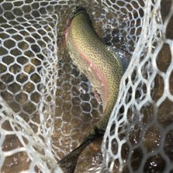 日本イワナセンター