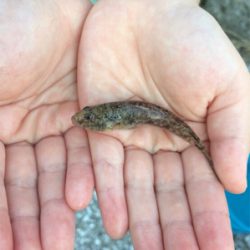 ちょいとちょい投げ☆