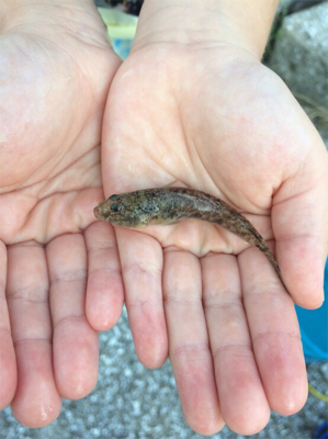 ちょいとちょい投げ☆