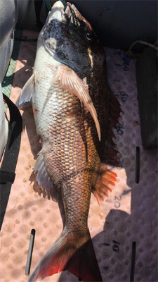 マイボートでタイラバ釣行