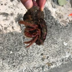 真鶴  7目？釣り (外道多め)