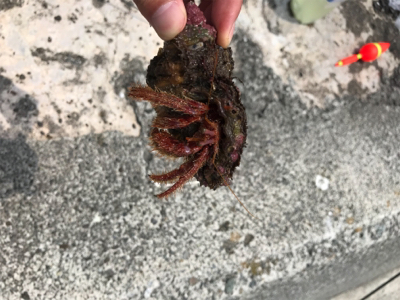 真鶴  7目？釣り (外道多め)