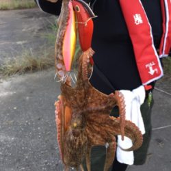 タコハンティング