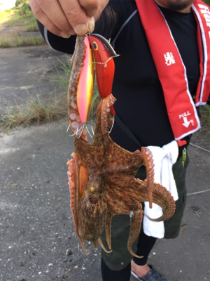 タコハンティング