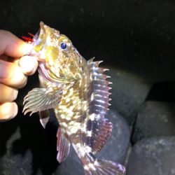 やらかした。Part2  根魚練習Part2