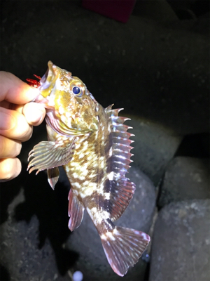 やらかした。Part2  根魚練習Part2