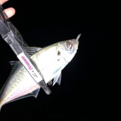 久しぶりのアジング