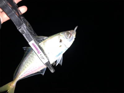 久しぶりのアジング