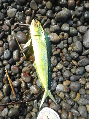 青物狙いが・・・・・