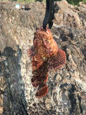 ガシラばっかり。