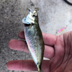 坂ノ市一文字で青物狙い