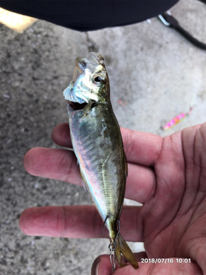 坂ノ市一文字で青物狙い