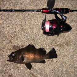 久々のメバリング