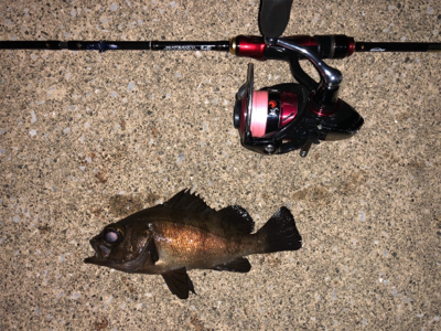 久々のメバリング