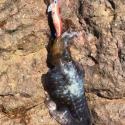 夏のドMエギング！スタート