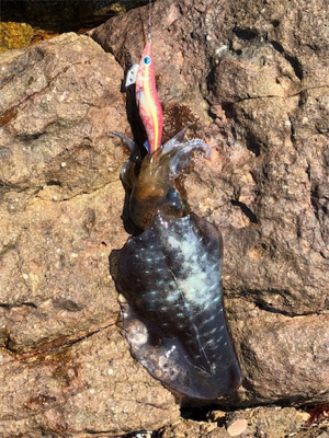 夏のドMエギング！スタート