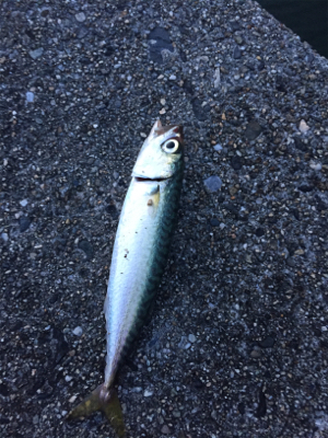 アジいなかった