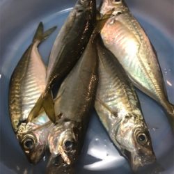 大きめアジ到来です。