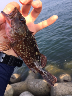 チョイ投げ8目！！！