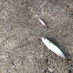 夕まずめ1時間勝負