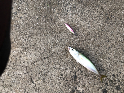 夕まずめ1時間勝負