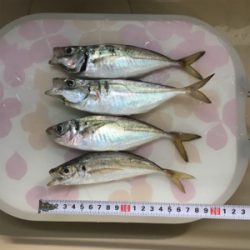 アジングの季節