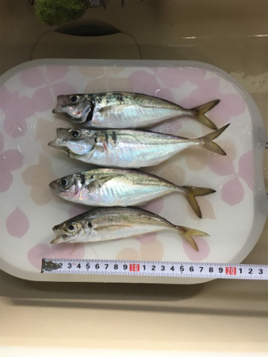 アジングの季節