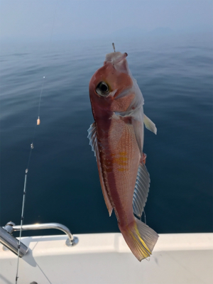 炎天下のマイボート 釣行