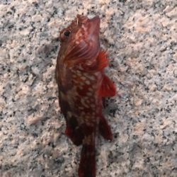 金土日月連続釣行