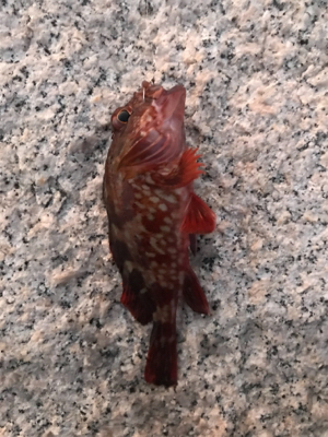 金土日月連続釣行