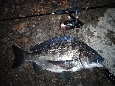 デカチヌ出ました