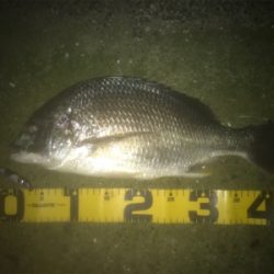 ドブ川でチヌ釣り！