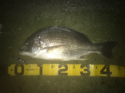 ドブ川でチヌ釣り！