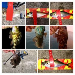 今晩は本気出す