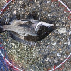 猛暑の中で竿と心もポキっと。