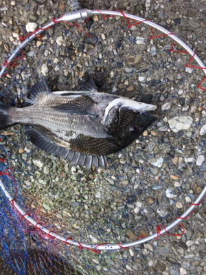 猛暑の中で竿と心もポキっと。