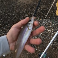 めげずに大キス狙い