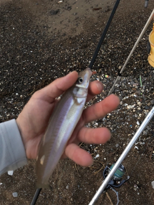 めげずに大キス狙い