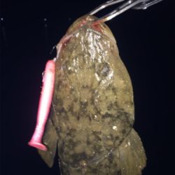 ナイトフラット