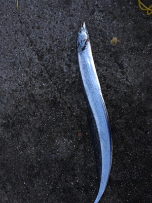 夏タチウオにしてわ、、、