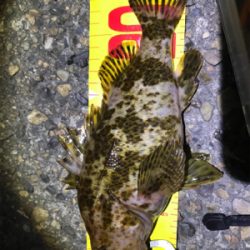 根魚練習Part3（年なしチヌバラシ編）