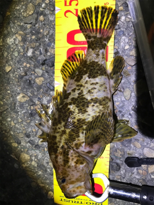 根魚練習Part3（年なしチヌバラシ編）