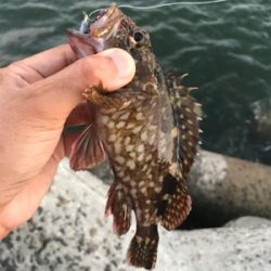 3連休の根魚