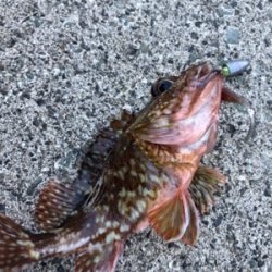 ロックフィッシュ