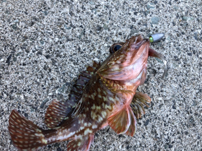 ロックフィッシュ