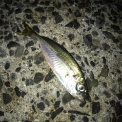 夜ふかしアジング