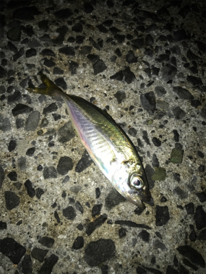 夜ふかしアジング