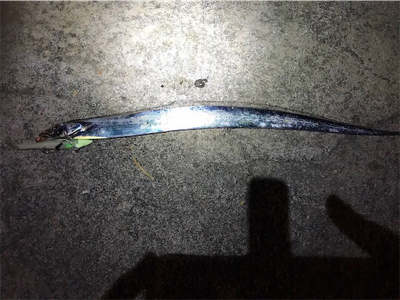 アジングロッドで、、、